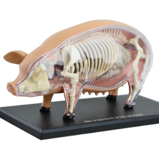 4D Master pig specimen غ  static sow organ skeleton assembly  ʵ  ߵ б stu    ġ